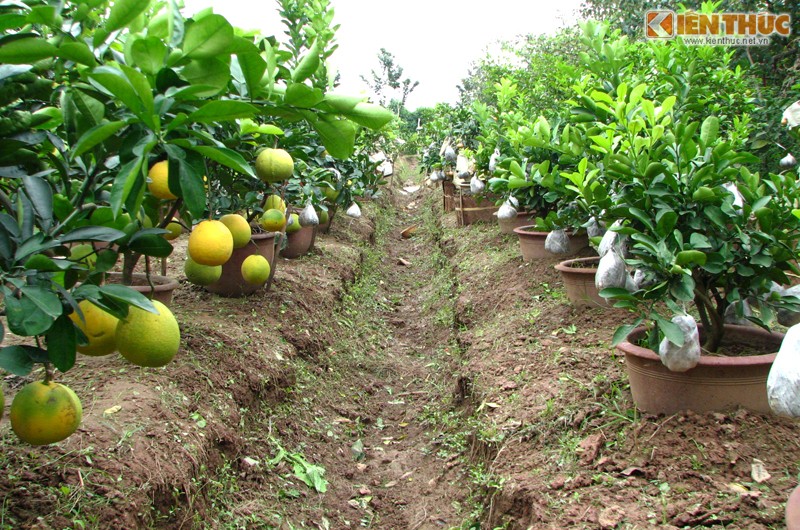 Cách Thủ đô Hà Nội chừng 20km, khu vườn của ông Lê Đức Giáp (xóm Bồi Thọ, thôn Bãi, xã Cao Viên, huyện Thanh Oai, TP Hà Nội) nổi tiếng là vườn cây ngũ quả nức tiếng gần xa.